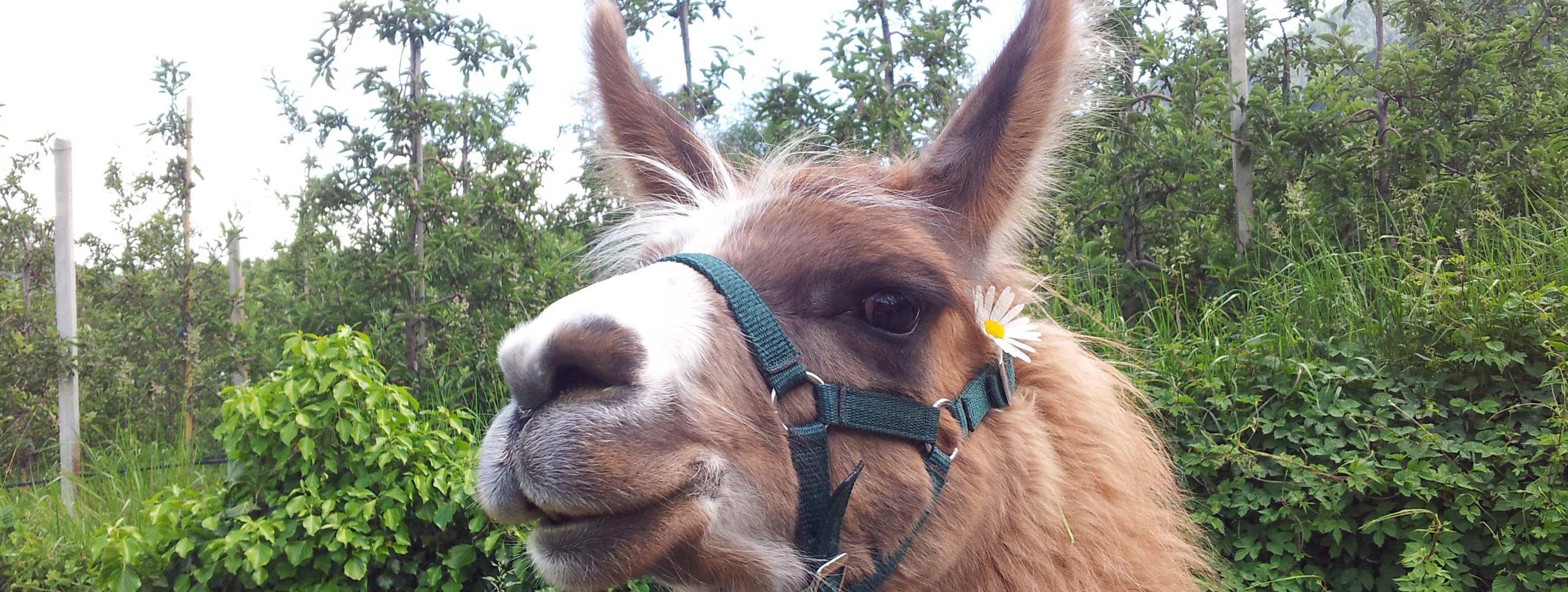 Lama-Trekking mit unserem Partnerbetrieb Baumgartenhof in Tabland